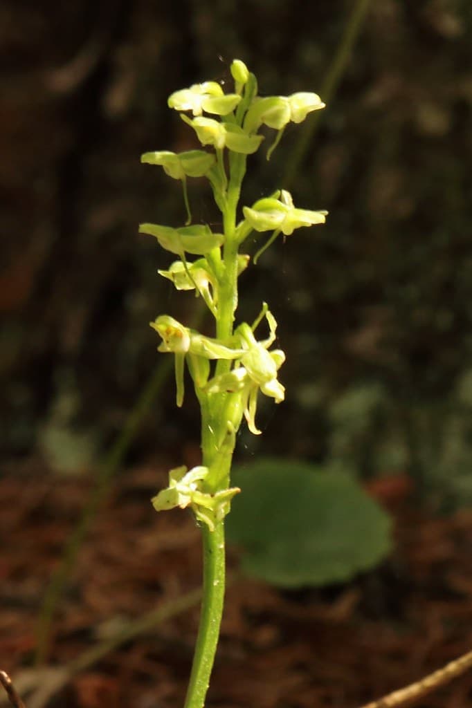 foto di una orchidea, la Platanthera obtusata, fiore impollinato anche dalla zanzara