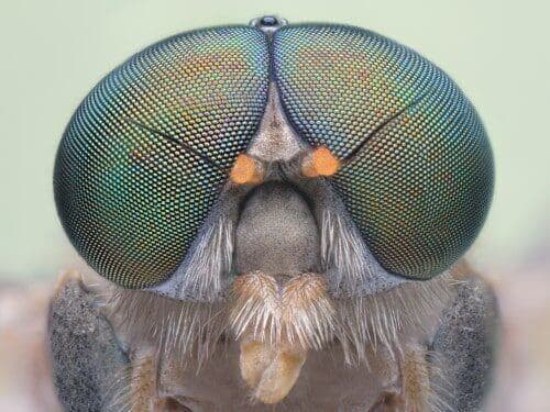 Mosca Cavallina - Entomologia.it