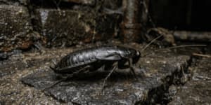 blatta orientalis