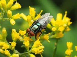 Foto di Cochliomyia macellaria, nota come mosca della vite seconaria