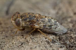 Foto ingrandimento di Oestrus ovis, comunemente chiamata mosca delle cavità nasali degli ovini