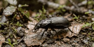 pterostico della pioggia su vegetazione umida dopo temporale