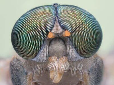 Mosca Cavallina - Entomologia.it