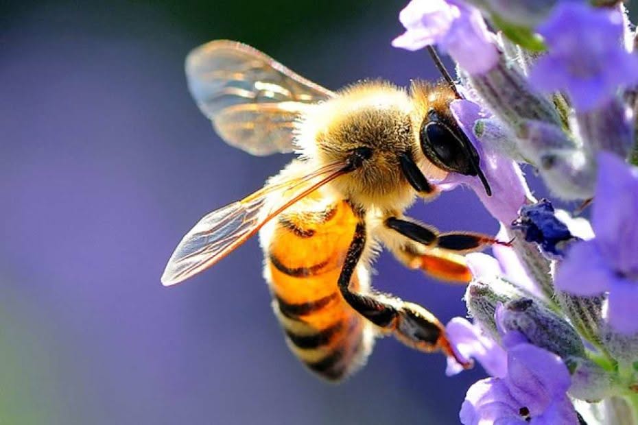 ape su di una lavanda