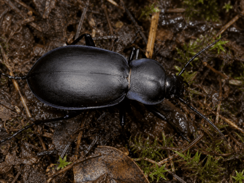 Carabus glabratus