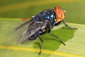 Foto di Cochliomyia hominivorax, conosciuta anche come mosca assassina o mosca della vite