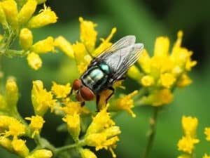 Foto di Cochliomyia macellaria, nota come mosca della vite seconaria