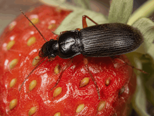 coleottero di semi di fragola