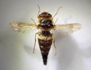Foto di Gasterophilus intestinalis, la mosca della gasterofiliasi dei cavalli