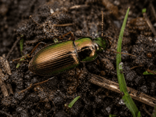 harpalus affinis