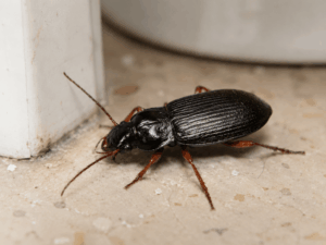 harpalus rufipes in casa