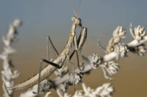 mantide dalla coda di serpente
