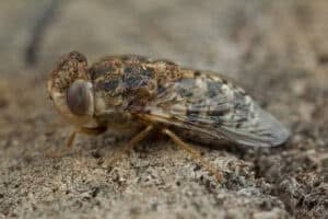 Foto ingrandimento di Oestrus ovis, comunemente chiamata mosca delle cavità nasali degli ovini