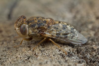 Foto ingrandimento di Oestrus ovis, comunemente chiamata mosca delle cavità nasali degli ovini