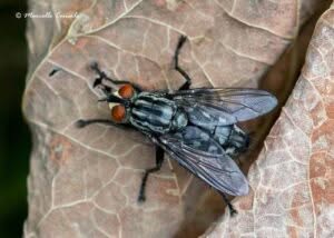 Foto ravvicinata di Sarcophaga carnaria, la mosca della carne comune